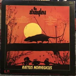 Rattus Norvegicus