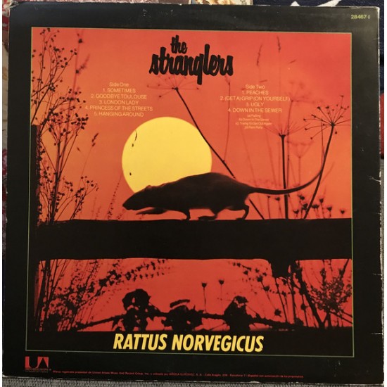 Rattus Norvegicus